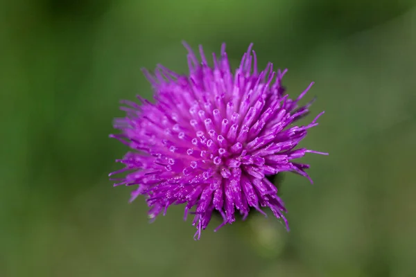 Mléčná Bodláka Zelené Louce — Stock fotografie