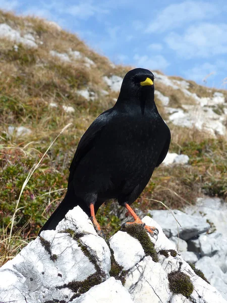 Black Jackdaw Corvus Monedula Bayerska Bergen Tyskland — Stockfoto