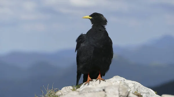 Black Jackdaw Corvus Monedula Montanhas Baviera Alemanha — Fotografia de Stock