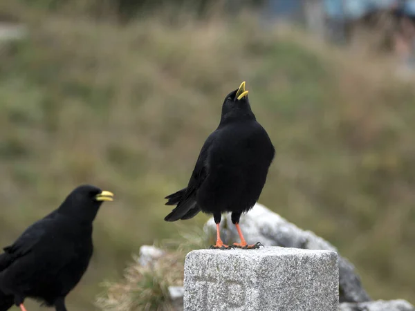 Två Jackdaws Corvus Monedula Bayerska Bergen Tyskland — Stockfoto