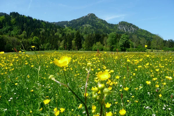 Brauneck Panorama Trail Bavorsko Německo Jaře Stock Snímky