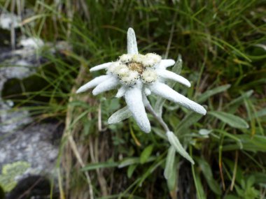 Avusturya 'daki yüksek dağlarda Edelweiss (Leontopodium alpinum)