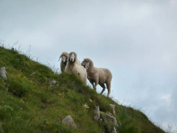 Moutons Montagne Ammergau Alpes Tyrol Autriche — Photo