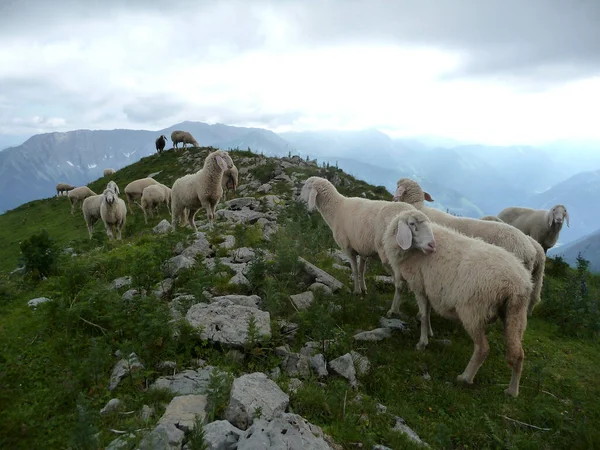Górskie Owce Alpach Ammergau Tyrol Austria — Zdjęcie stockowe