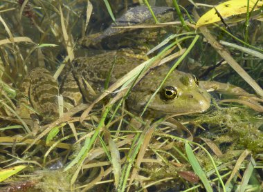 Dışarıdaki bir kurbağa portresi.