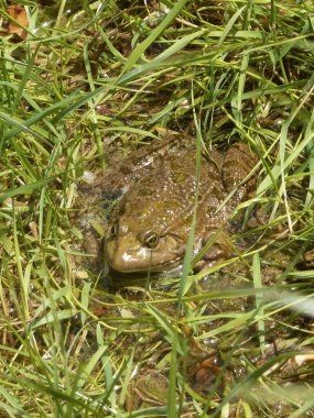 Dışarıdaki bir kurbağa portresi.