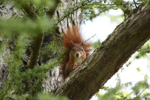 Esquilo Vermelho Sciurus Uma Árvore Parque Primavera — Fotografia de Stock