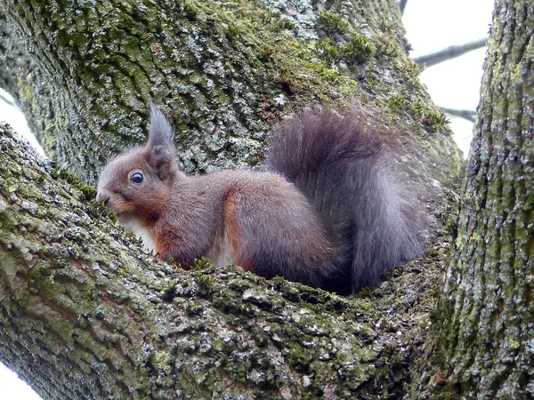 Rotes Eichhörnchen Sciurus Auf Einem Baum Park Frühling — Stockfoto