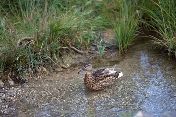 Machado Fêmea Anas Platyrhynchos Pato Lago Outono — Fotografia de Stock