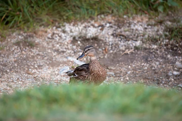 Stockente Anas Platyrhynchos Auf Einem See Herbst — Stockfoto