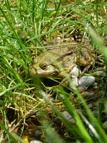 Portrait Frog Outdoor — Stock Photo, Image