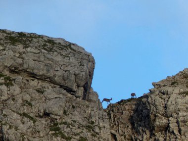 Avusturya 'daki Karwendel Dağları' ndaki Chamois Sürüsü (Rupicapra rupicapra), Tyrol