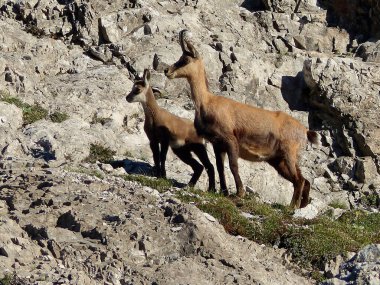 Chamois (Rupicapra rupicapra) Avusturya 'daki Karwendel Dağları' nda genç buğday çiçekleri ile birlikte, Tyrol