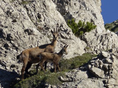 Chamois (Rupicapra rupicapra) Avusturya 'daki Karwendel Dağları' nda genç buğday çiçekleri ile birlikte, Tyrol