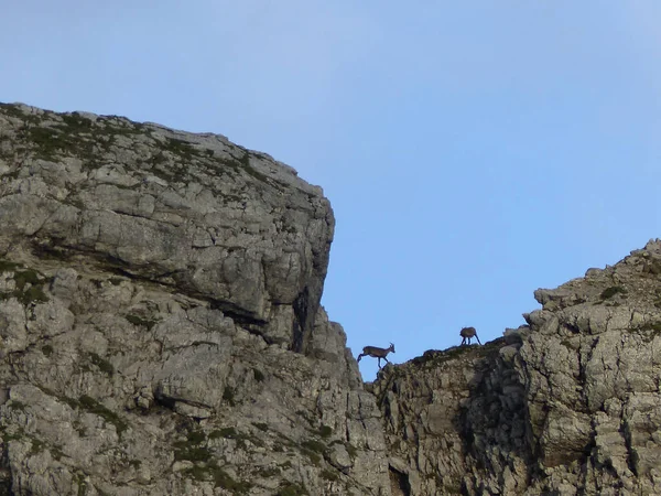 Manada Chamois Rupicapra Rupicapra Nas Montanhas Karwendel Áustria Tirol — Fotografia de Stock