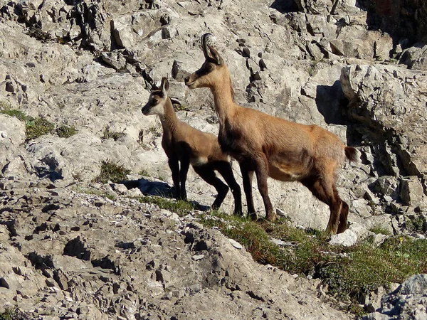 シャモア Rupicapra Rupicapra オーストリアのKarwendel山脈の若いシャモア チロル — ストック写真