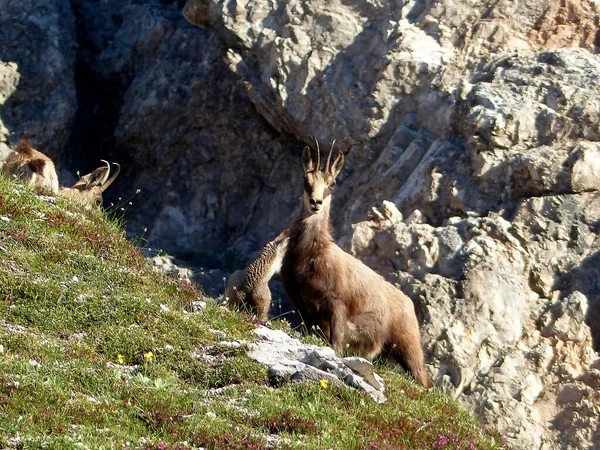 オーストリアのKarwendel山脈のChamois Rupicapra Rupicapra の群れ チロル — ストック写真