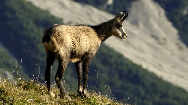 Chamois Rupicapra Rupicapra Sulle Montagne Del Karwendel Austria Tirolo — Foto Stock