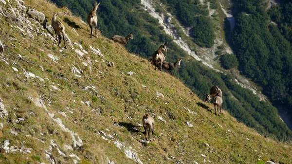 奥地利卡文德尔山区Chamois牧民 Rupicapra Rupicapra 蒂罗尔 — 图库照片