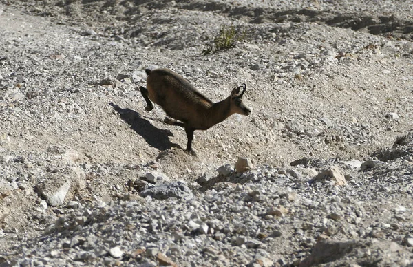 奥地利卡文德尔山区Chamois Rupicapra Rupicapra 蒂罗尔 — 图库照片