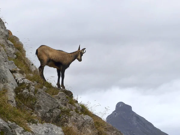 Gemsen Rupicapra Rupicapra Karwendelgebirge Österreich Tirol — Stockfoto