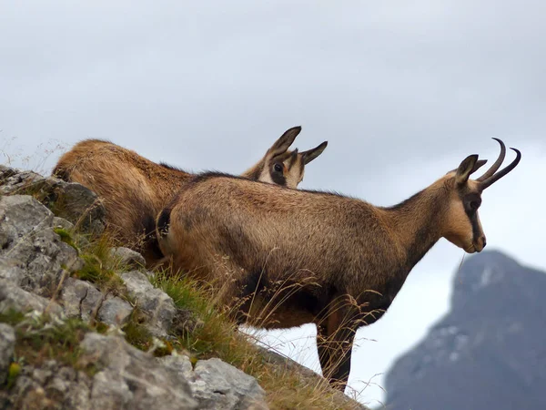 Dva Kamzíci Rupicapra Rupicapra Karwendelových Horách Rakousku Tyrolsko — Stock fotografie