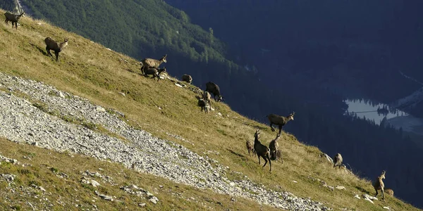 Gemsenherde Rupicapra Rupicapra Karwendelgebirge Österreich Tirol Stockbild