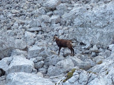 Rofan dağlarında Chamois (Rupicapra rupicapra), Tyrol, Avusturya
