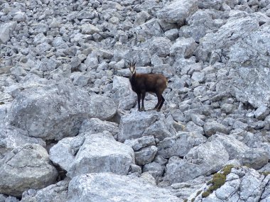 Rofan dağlarında Chamois (Rupicapra rupicapra), Tyrol, Avusturya