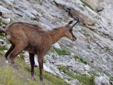 Genç Chamois (Rupicapra rupicapra) Zugspitze Dağı, Bavyera, Almanya