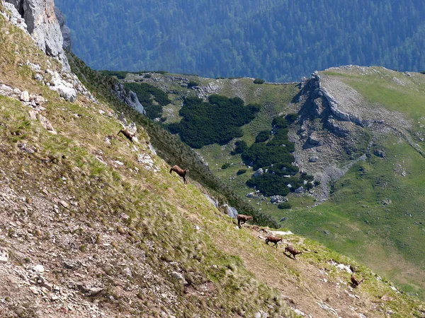 Manada Chamois Rupicapra Rupicapra Las Montañas Rofan Austria — Foto de Stock