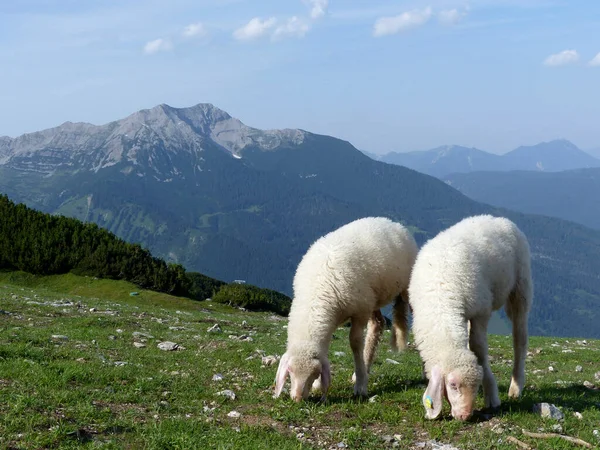 Ovelhas Excursão Montanha Para Grubigstein Gartnerwand Montanha Tirol Áustria — Fotografia de Stock