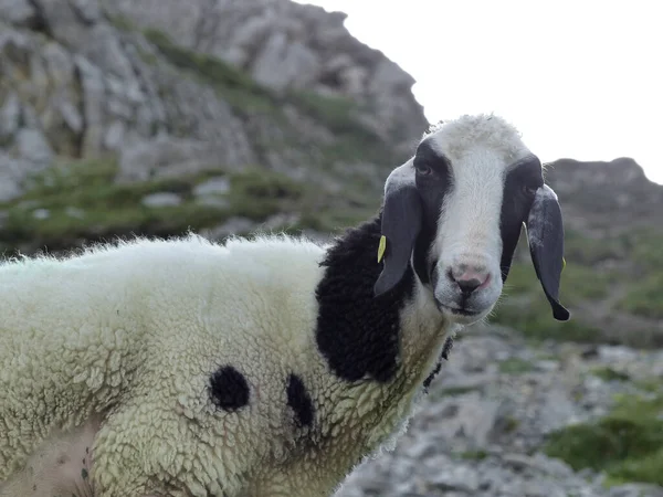 Owce Wycieczce Górskiej Grubigstein Gartnerwand Tyrol Austria — Zdjęcie stockowe