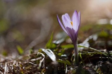 Çiçek açmış bir kır çayırı, dağ manzarasının önünde.