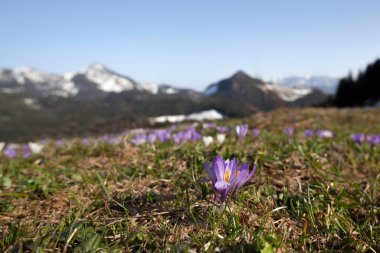 Çiçek açmış bir kır çayırı, dağ manzarasının önünde.