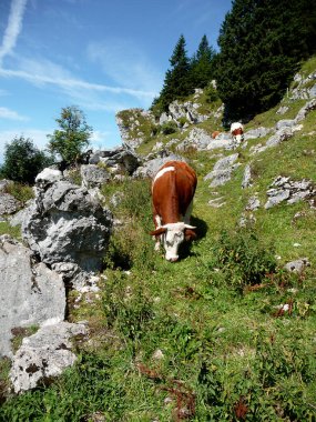 Almanya 'nın Bavyera dağlarındaki Hochgern evinde inekler