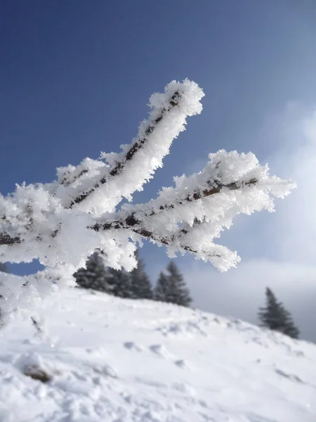 Winter Mountain Tour Hornle Mountains Bajorország Németország — Stock Fotó