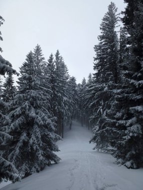 Hornle dağlarına kış yürüyüşü turu, Bavyera, Almanya