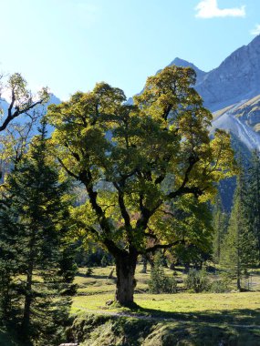 Grosser Ahornboden, Karwendel dağlarındaki doğa abidesi, Tyrol, Avusturya