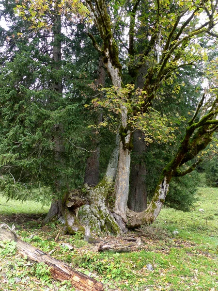 Grosser Ahornboden Naturdenkmal Karwendelgebirge Tirol Österreich — Stockfoto