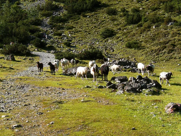 Owce Górskie Alpach Austriackich — Zdjęcie stockowe
