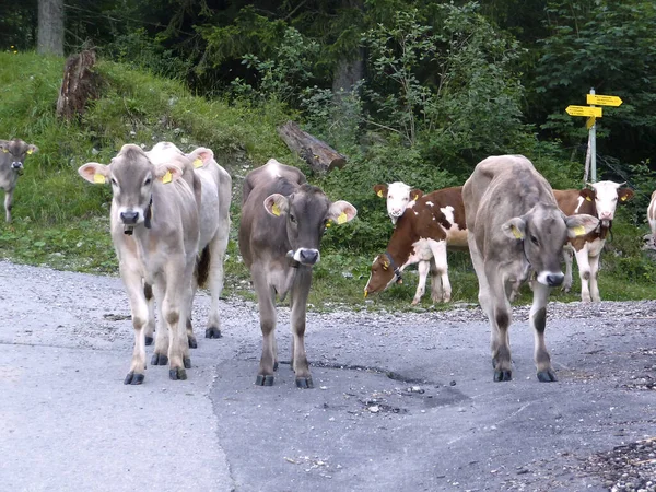 Herd Cows Bavarian Alps — Stock Photo, Image