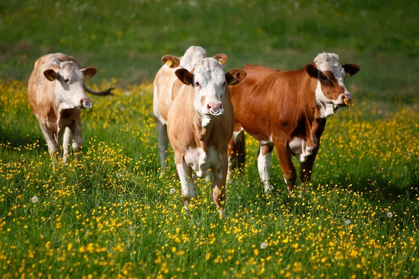 Çayırdaki inek sürüsü.