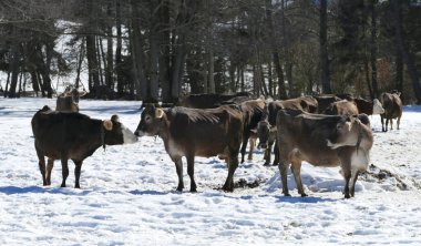 Bavyera dağlarında sığır ve boğa sürüsü, Almanya kışın