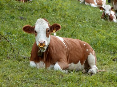 Almanya 'nın Bavyera dağlarında yaz mevsiminde bir çayırdaki inek sürüsü.