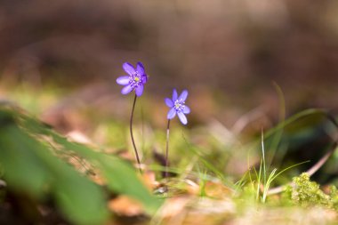 Ormanda, ilkbahar aylarında, mavi hepatikalar (Anemone hepatica)