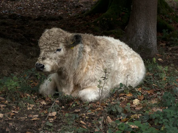 Galloway Cow Bavarian Mountains Germany Wintertime — Stock Photo, Image