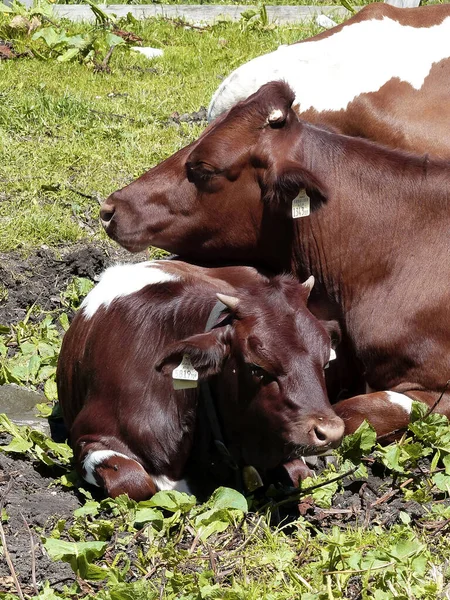 Vacas Prado Montanhas Austríacas Summertim — Fotografia de Stock