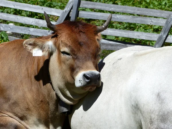 Krowy Łące Austriackich Górach Lecie — Zdjęcie stockowe