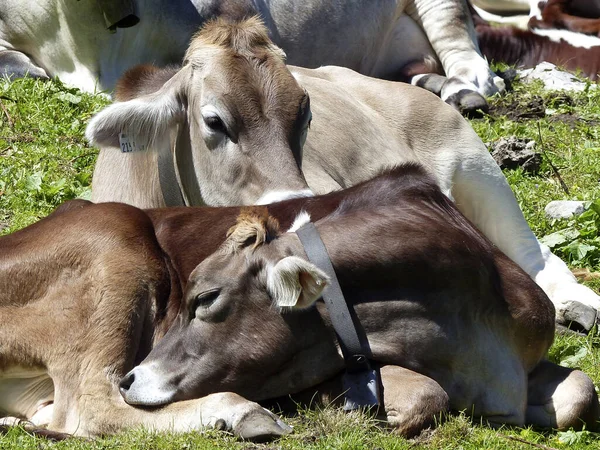 Vaches Sur Une Prairie Dans Les Montagnes Autrichiennes Été — Photo